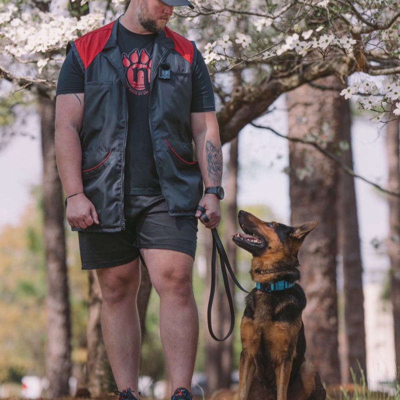 Zack working a German Shepherd on a focused heel