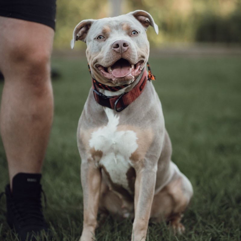 A calm dog holding a sit at heel
