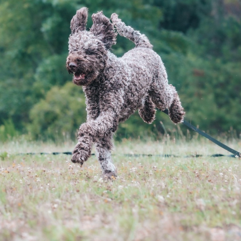 An athletic dog running in an open field