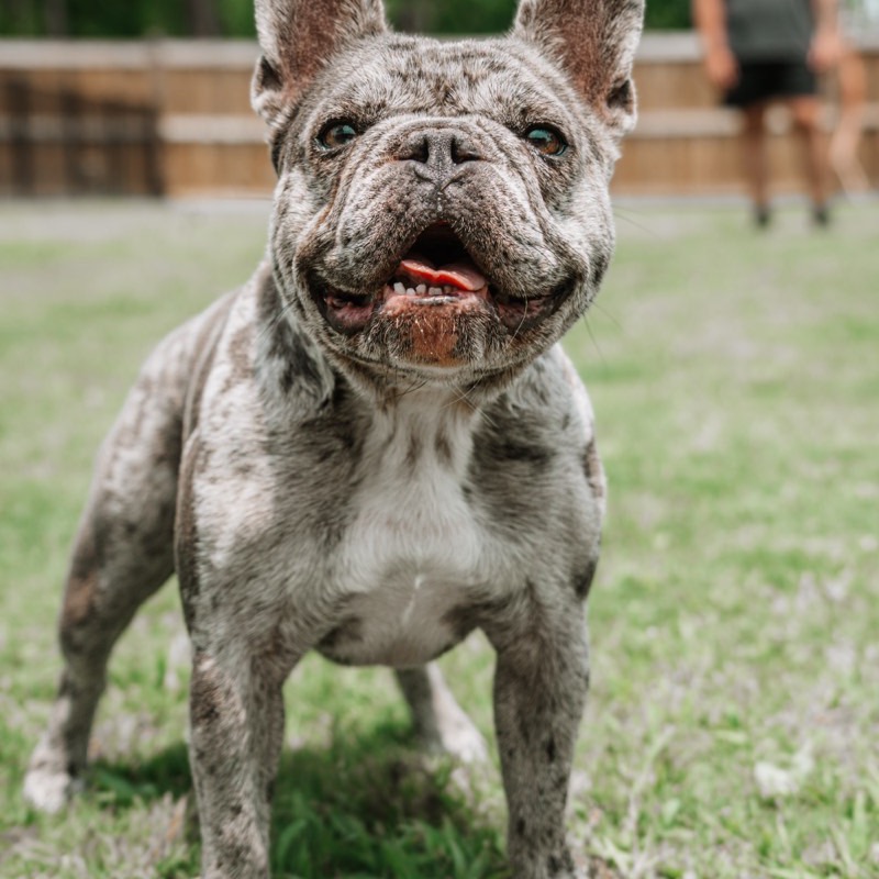 A merle French Bulldog standing on the grass
